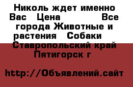 Николь ждет именно Вас › Цена ­ 25 000 - Все города Животные и растения » Собаки   . Ставропольский край,Пятигорск г.